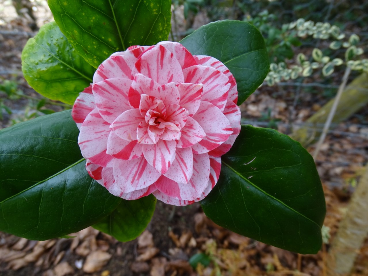 C. japonica 'Somekawa'